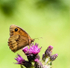 Meadow brown