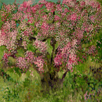 Apple Tree copyright Rowan Taliesin 2015