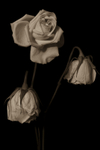 FRAGILE