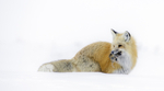 Red Fox with Vole