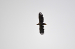 White-tailed Eagle