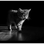 Kitten