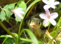 Nature & Animals portfolio