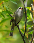White-crowned Sparrow (adult), Canmore, Canada