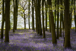 Between April showers