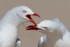 Gull Chat