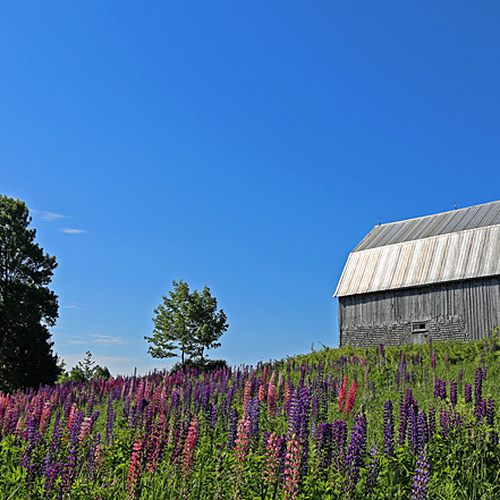 Looking up towards an old barn & with lupines growing aplenty on a sunny side hill.
