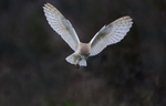 Barn Owl