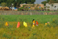 Chillie pickers, Chatra Sagar, Rajasthan