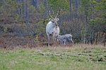 Reindeer