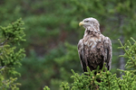 White-tailed Sea-Eagle perched in treetop, Flatanger, Norway