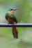 Female Rufous-tailed Jacamar, Porto Jofre, Mato Grosso, Brazil