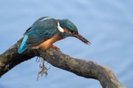Kingfisher Alcedo Atthis071