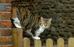 Tabby patrol...
