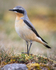 WHEATEAR 2025