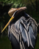 Australian Darter