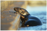 Seal Defences