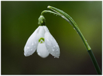 Snowdrop in the Rain!