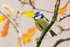 Blue Tit, autumn leaves in the background