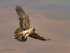 Juv Bearded Vulture