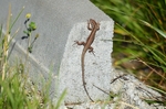 Common Wall Lizard