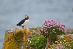 Puffin