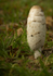 Fungi at Cholmondeley Castle, Cheshire