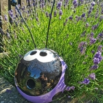 Ladybird