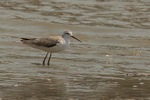 Marsh Sandpiper