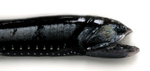 IDD021: Bristlemouth