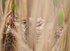 Reed Warbler nest on Brownsea Island