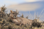 Puma Petacha relaxing but watchful, Torres del Paine, Chile
