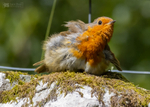 Young Robin sunbathing