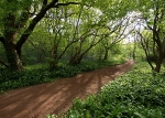 Shirtcliffe Wood