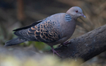 Spotted Dove