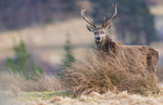 RED DEER 11 2025