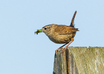 Sparrows,Dunnocks,Wrens portfolio