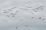 Kittiwakes