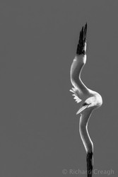 Gannet