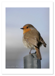 Robin