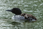 Sleeping Common Loon chicks riding on parent's back, Minnesota, USA