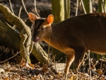 Reeves' Muntjac