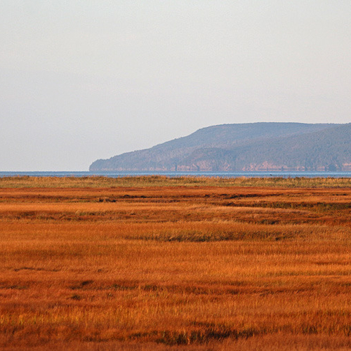 Just to the west of Cape Enrage lies a vast salt marsh that is teeming with waterfowl and shore birds.