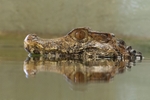 Caiman