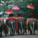 Five elephants, Mysore Dasara,India