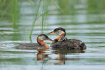 Family of Red-necked Grebes, Minnesota, USA