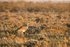 Kori Bustard (at dawn)