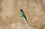 European Bee-eater