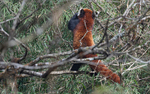 Red Panda