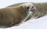 Crabeater seals